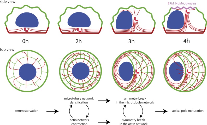 Figure 7.