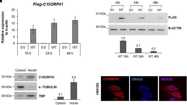 FIGURE 3