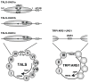 Fig. 1