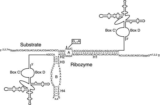 FIGURE 4.