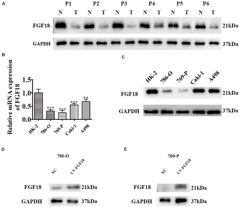 FIGURE 3