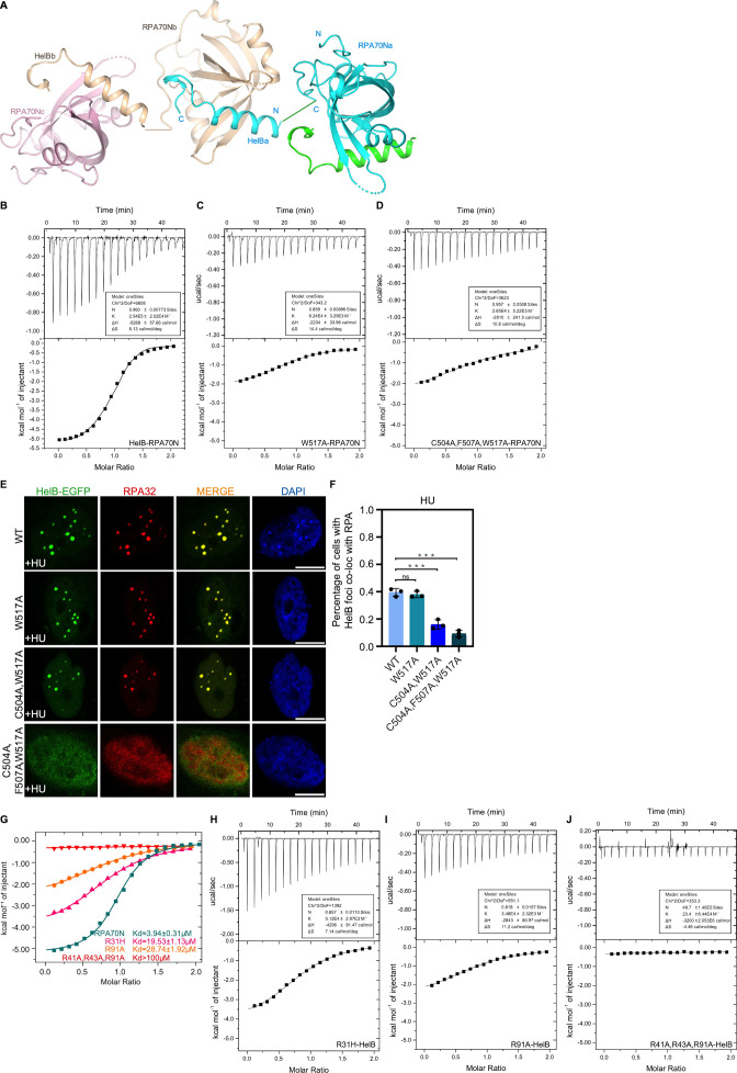 Figure 2—figure supplement 1.