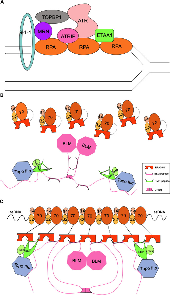 Figure 10—figure supplement 1.