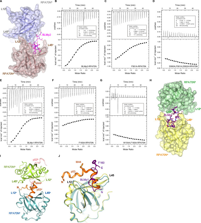 Figure 3—figure supplement 1.