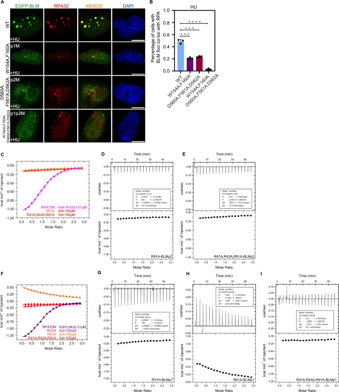 Figure 3—figure supplement 2.