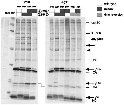 FIG. 4