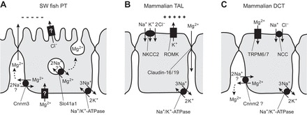 Fig. 8.