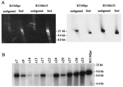 FIG. 1