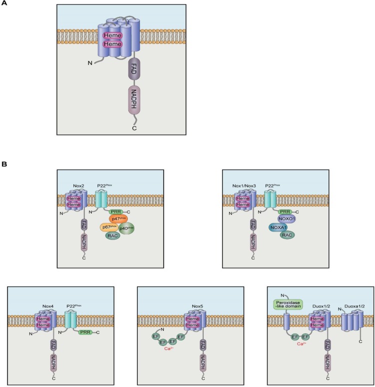 Fig. 1.