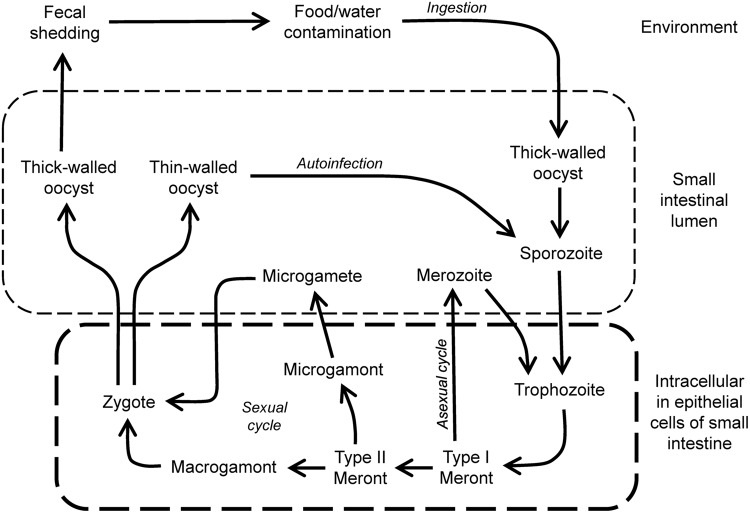 FIGURE 1