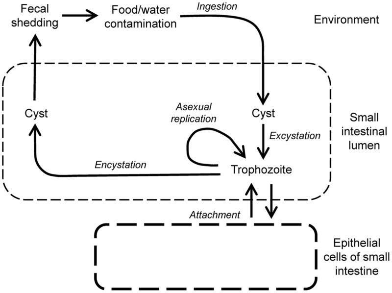 FIGURE 3