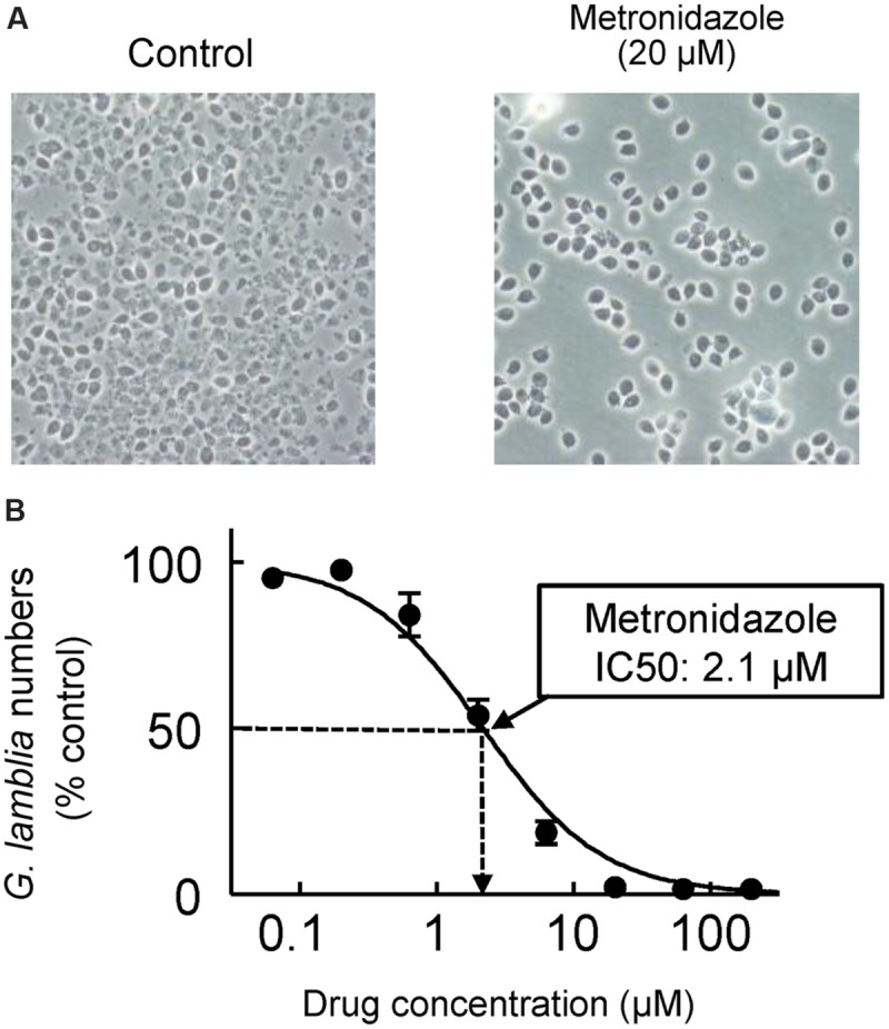 FIGURE 4