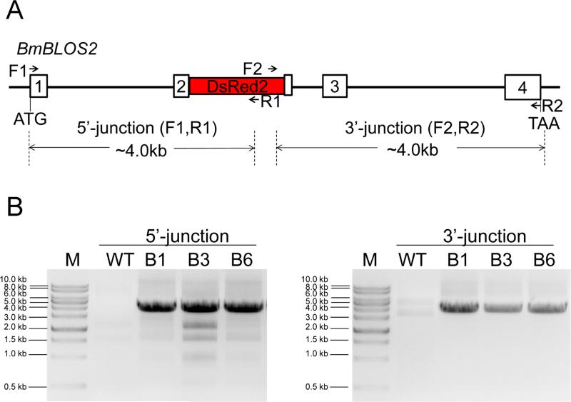 Fig.3