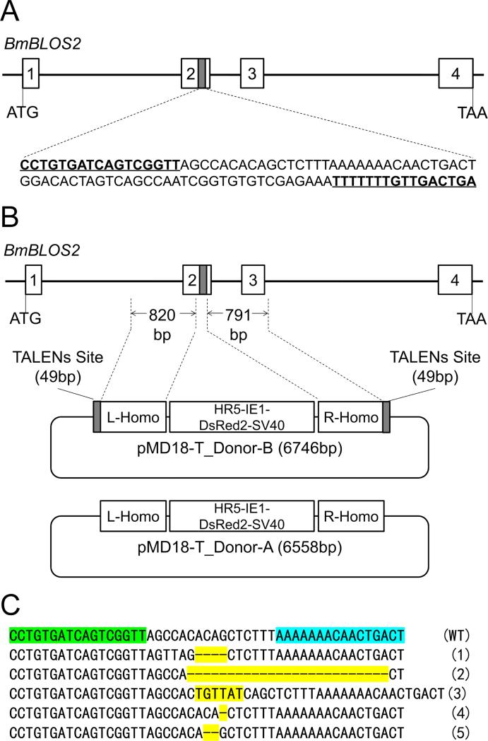 Fig.1