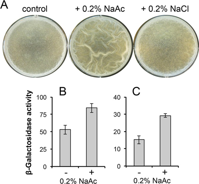 FIG 6 