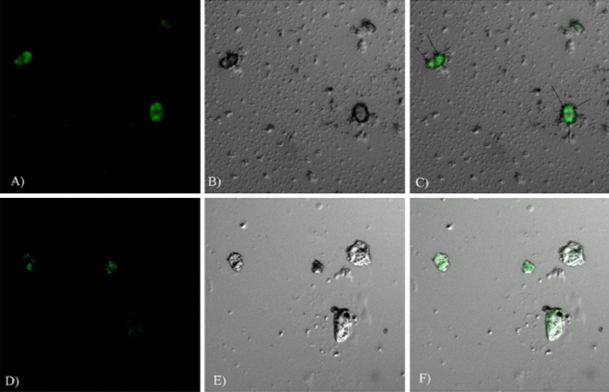 Fig. 11