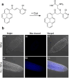 Fig. 20