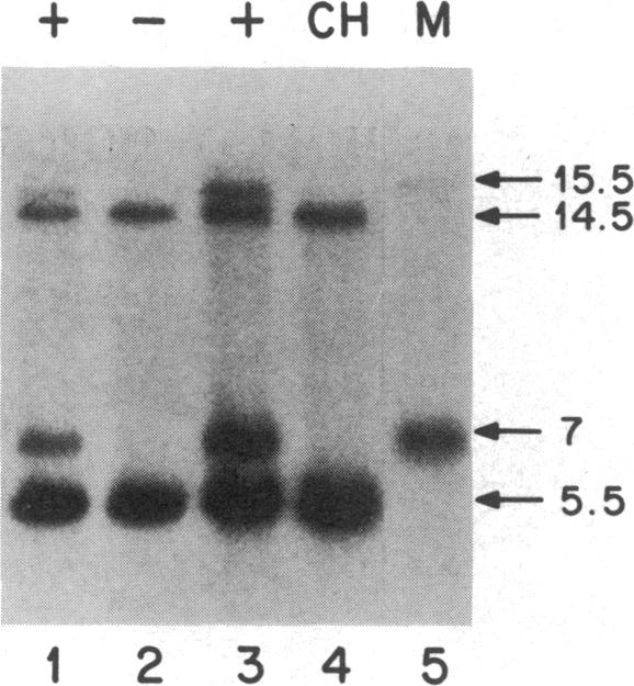 graphic file with name pnas00342-0221-a.jpg