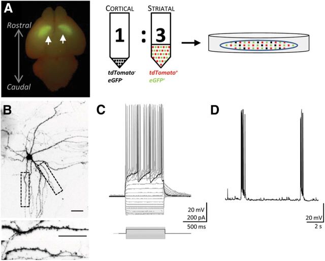 Figure 1.