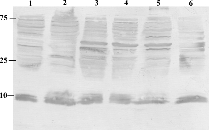 FIG. 7.