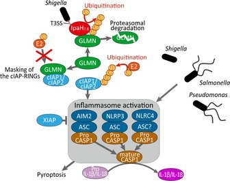 Figure 6