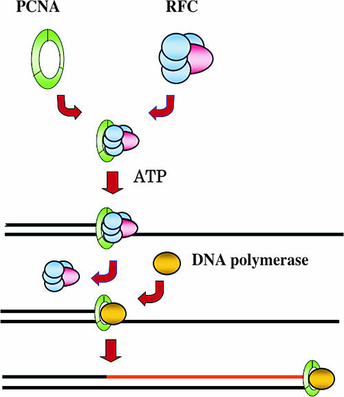 FIG. 1.