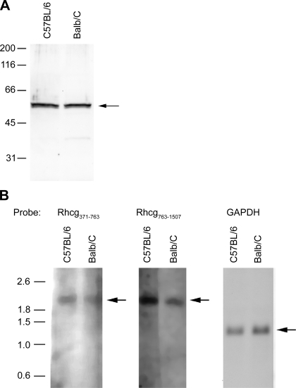 Fig. 10.