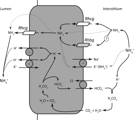 Fig. 12.