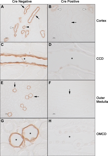 Fig. 9.