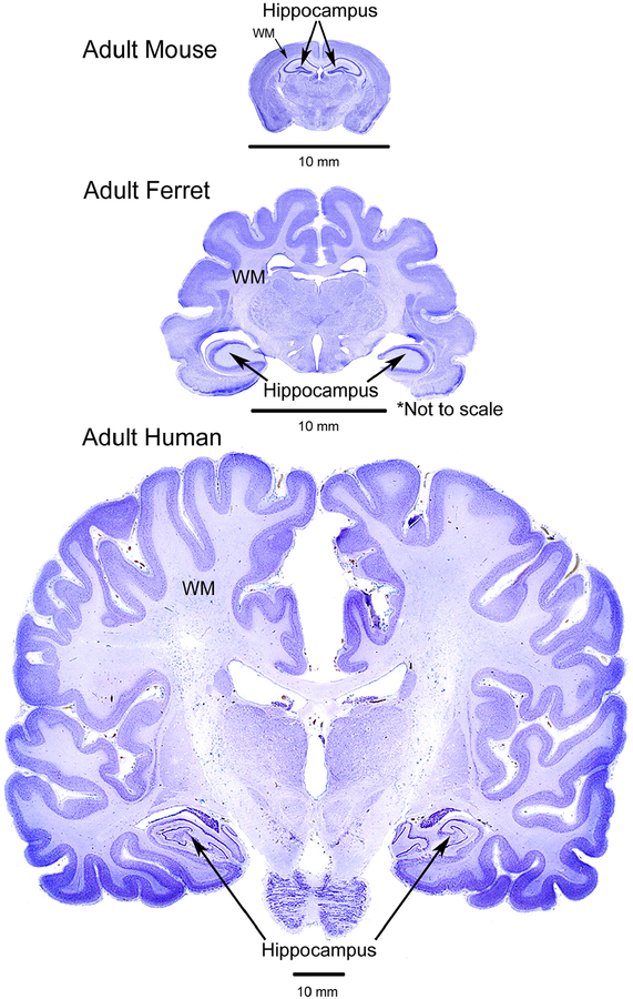 Fig. 9.