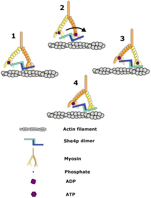 Fig. 6.