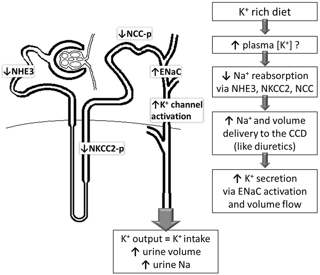 Figure 2: