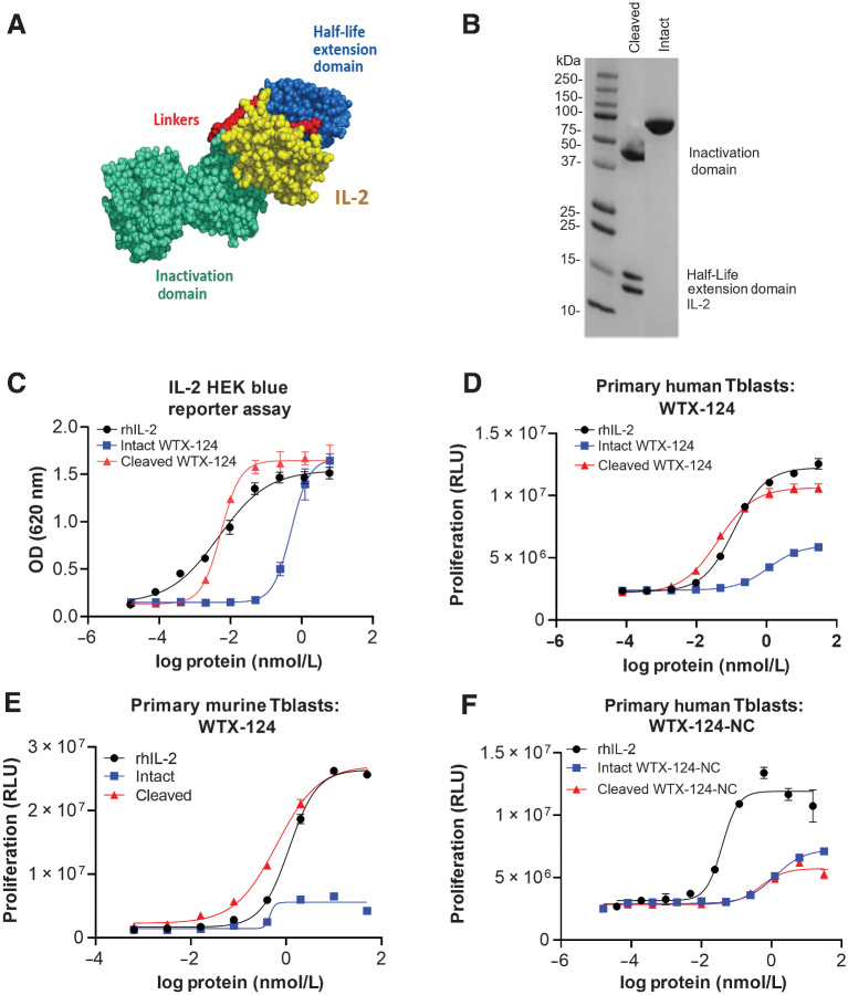 Figure 1. Design and development of the selectively active IL2 INDUKINE protein WTX-124. A, Diagram of the components of WTX-124. The yellow section represents IL2, the blue section represents the half-life extending HSA-specific single-domain antibody, the teal section represents the activity blocking Fab, and the red sections represent the protease-cleavable linkers. B, Non-reduced SDS-PAGE comparing intact and protease-cleaved WTX-124 (IL2, anti-HSA half-life extension domain, and the Fab inactivation domain). C, In vitro activity of WTX-124 in the HEK-Blue IL2 reporter assay comparing intact (blue), and protease-activated (cleaved) WTX-124 (red) to rhIL2 (black). In vitro activity of intact (blue) and cleaved (red) WTX-124 in primary human (D) or murine (E) Tblasts compared with rhIL2 (black). F, In vitro activity of intact (blue) and “cleaved” (red) WTX-124-NC in primary human Tblasts compared with rhIL2 (black). C–F, Curves are representative of at least duplicate wells and depict the mean ± SD for individual points; data are representative of at least two experiments. HEK, human embryonic kidney; HSA, human serum albumin; OD, optical density; RLU, relative luminescence units;.