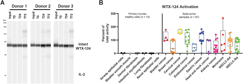 Figure 7. WTX-124 is stable in human serum and selectively processed by primary human tumor cells. A, WTX-124 was diluted into healthy human serum from n = 3 donors and incubated at 37°C for 24 or 72 hours before WTX-124 processing was measured by Western blot analysis for IL2. B, WTX-124 was exposed to primary human tumor samples (n = 97) or primary human healthy cells (n = 13) for 48 hours before INDUKINE protein cleavage was measured. Box plots represent the 25th and 75th percentile, while the line represents the median value for each indication. Whiskers represent the minimum and maximum values within a given indication. Ad, adenocarcinoma; NSCLC, non–small cell lung cancer; Sq, squamous; T, time in hours.