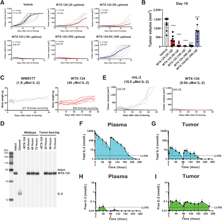 Figure 2. WTX-124 treatment induces tumor regression in a cleavage-dependent manner. MC38 tumor cells were implanted and allowed to grow to an average volume of 100–150 mm3 before mice were randomized into treatment groups. Mice were dosed twice a week with INDUKINE proteins, or twice a day for 5 days followed by 2 rest days with rhIL-2. Mice were dosed for 2 weeks unless otherwise noted. A, Mice were treated with either various doses of WTX-124, WTX-124-NC (noncleavable control), or vehicle, and tumor volume was measured over time. Spider plots for individual mice are reported (dashed lines), and the average tumor volume for the group is in bold. B, Tumor volume on day 18. C, Mice were treated with either WTX-124 or WW0177 (a WTX-124 variant lacking the inactivation domain). Body weight and survival from individual mice over time is shown. Dosing of WW0177 was halted after two doses due to excessive toxicity, whereas mice receiving WTX-124 were given all four doses. D, WTX-124 was diluted in murine plasma from either wild-type or MC38 tumor-bearing mice and incubated at 37°C for 24, 48, or 72 hours before WTX-124 processing was measured by Western blot analysis for IL-2. Intact and cleaved controls were prepared in vitro. Data are representative of n = 3 mice. E, Mice were treated with efficacious amounts of either WTX-124 (5.04 μmol/L total) or rhIL-2 (15.5 μmol/L total), and tumor volume was measured over time. Spider plots for individual mice are reported.Plasma (F and H) and tumor (G and I) samples from tumor-bearing mice were analyzed at various timepoints for either the presence of the total INDUKINE protein (F and G) using an ELISA that detects both intact WTX-124 as well as free IL-2, or free human IL-2 (H and I) using an AlphaLISA specific for unblocked human IL-2. Mice received only two doses, and the timing of the doses is indicated by the red arrows on the figure. F–I, Data are presented as the mean ± SD, and AUC measurements were calculated using GraphPad Prism software. P values are derived from a one-way ANOVA followed by Dunnett multiple comparisons comparing each sample with the vehicle control (****, P < 0.0001). ANOVA, analysis of variance; LLOQ, lower limit of quantification; MC, murine colon.