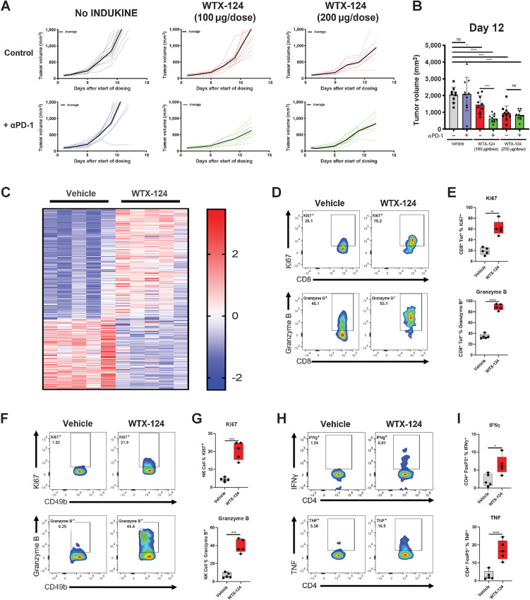 Figure 6. WTX-124 treatment increases CD8+ T-cell activation and Treg fragility in B16-F10 Tumors. B16-F10 tumors were implanted and allowed to grow to an average volume of 100–150 mm3 before mice were randomized into treatment groups. Mice were dosed twice a week with either PBS or with various doses of WTX-124. Some mice also received PD-1 blockade in addition to WTX-124 treatment. A, Tumor volume was measured over time. Data from individual mice (dashed lines) are depicted with the group average presented in bold. B, Tumor volume on day 12. C–I, Tumors from mice treated with either the vehicle or WTX-124 (200 μg/dose) were harvested 24 hours after the second dose. C, RNA from each tumor was isolated and subjected to immune profiling with the NanoString nCounter PanCancer Mouse Immune Profiling panel. Heatmap of transcripts with statistically significant differences in expression between the two treatments. Transcripts were excluded from the heatmap if they had average normalized counts below 50. Each lane represents an individual animal. D–I, TILs were restimulated with PMA/Ionomycin and examined for effector cytokine production and proliferation. D and E, The frequency of tumor-infiltrating tetramer-positive CD8+ T cells producing granzyme B or expressing Ki67. The tetramer used in these experiments was the same tetramer from Fig. 4. F and G, The frequency of tumor-infiltrating NK cells producing granzyme B or expressing Ki67. H and I, The frequency of tumor-infiltrating CD4+ Tregs producing IFNγ or TNF. In plots comparing only two groups, P values are derived from t tests (*, P < 0.05; **, P < 0.01; ***, P < 0.001; ****, P < 0.0001). In plots comparing multiple groups, P values are derived from a one-way ANOVA followed by Dunnett multiple comparisons comparing each sample with the vehicle control (*, P < 0.05; ***, P < 0.001; ****, P < 0.0001).