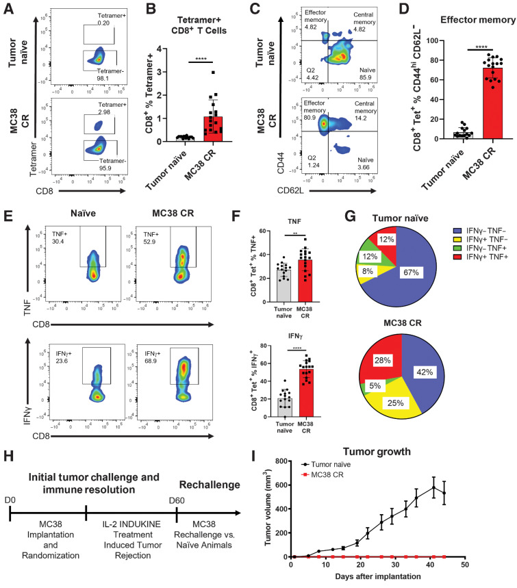 Figure 3. WTX-124 treatment induces an antitumor memory response. MC38 tumor cells were implanted and allowed to grow to an average volume of 100–150 mm3 before mice were randomized into treatment groups. Mice were dosed twice a week with varying doses of WTX-124 (50–300 μg/dose) for a total of four treatments (Fig. 2A). Spleens from any mice that rejected the MC38 tumors (MC38 CR) were examined 6 months after the initial implantation and compared to age-matched, tumor-naïve mice. Splenocytes were assessed for the frequency of tetramer-positive CD8+ T cells (A and B) and the expression of the memory cell markers CD62 L and CD44 on tetramer-positive CD8+ T cells (C and D), as well as for the frequency of tetramer-positive CD8+ T cells producing TNF or IFNγ (E and F). G, Analysis of polyfunctional tetramer-positive CD8+ T cells coexpressing IFNγ and TNF. H and I, Naïve mice or mice that had previously rejected MC38 tumors after IL2 INDUKINE treatment were rechallenged with MC38 tumor cells 60 days following the initial implantation. No treatment was administered to these mice during the rechallenge. I, Tumor volume from MC38 CR (n = 15) or naïve (n = 33) mice was measured over time and is represented as the mean ± SEM. Remaining data are presented as mean ± SD for quantification plots, with P values derived from t tests (**, P < 0.01; ****, P < 0.0001).