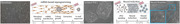 graphic file with name ADVS-11-2401859-g006.jpg