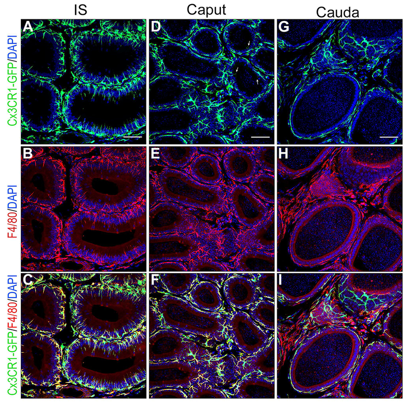 Figure 6)