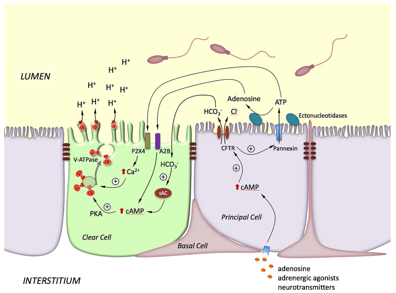 Figure 3)