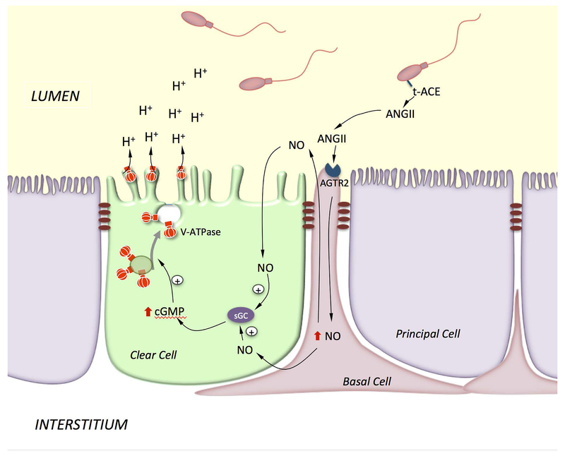 Figure 5)