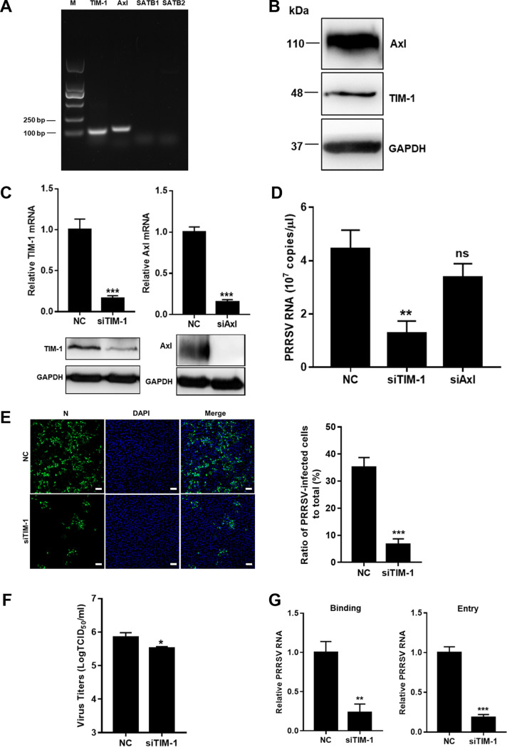 FIG 2