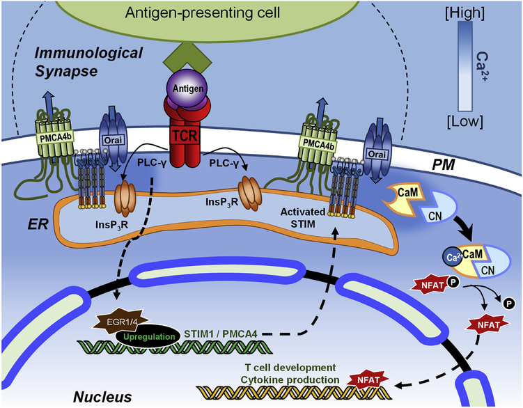 Figure 3: