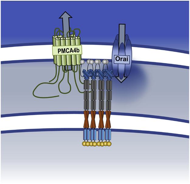 Figure 4: