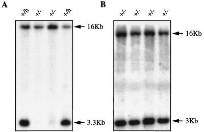 FIG. 6