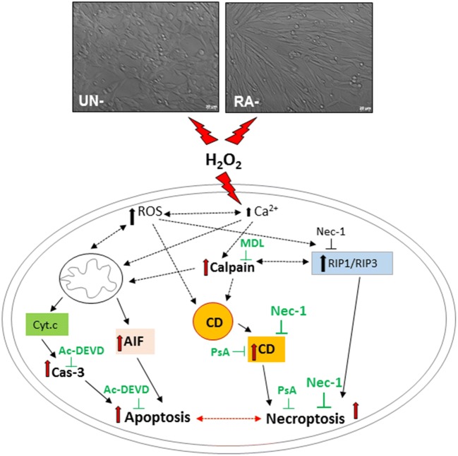 Fig. 10