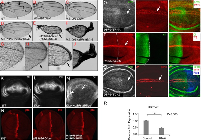 FIG 6