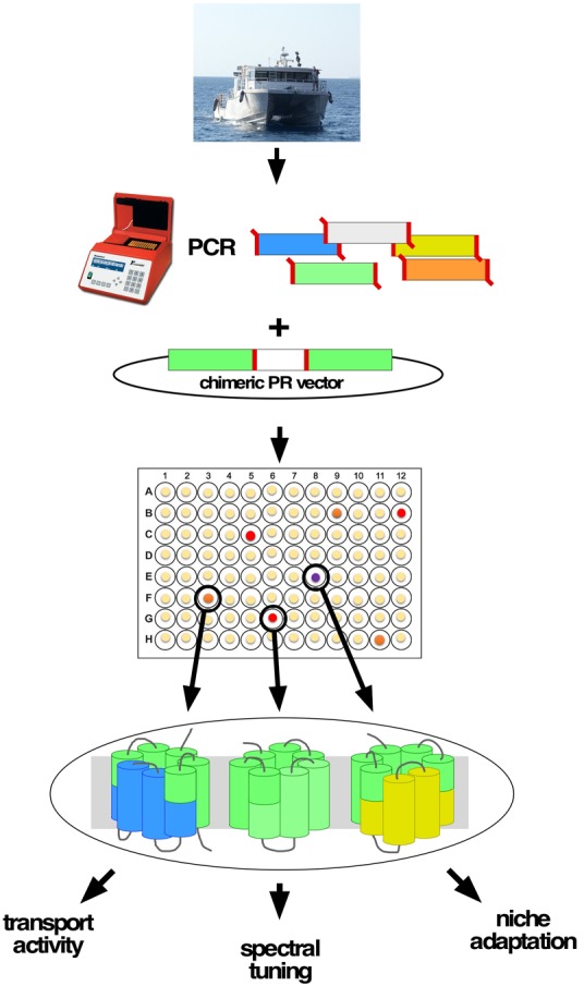 FIGURE 1