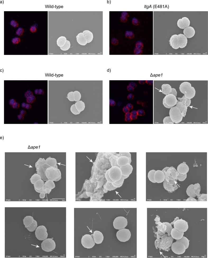 Figure 3—figure supplement 2.