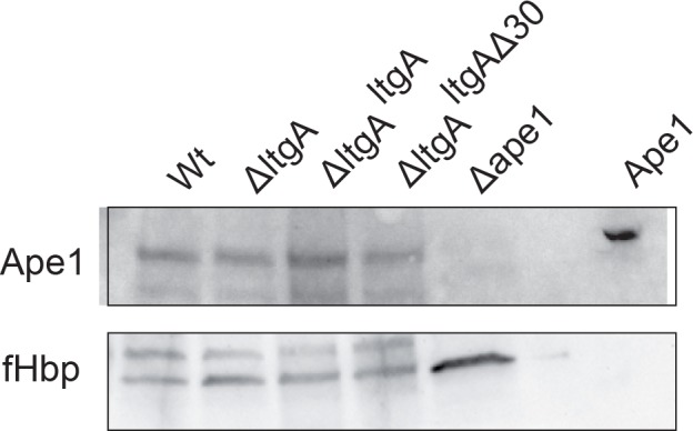 Figure 4—figure supplement 2.